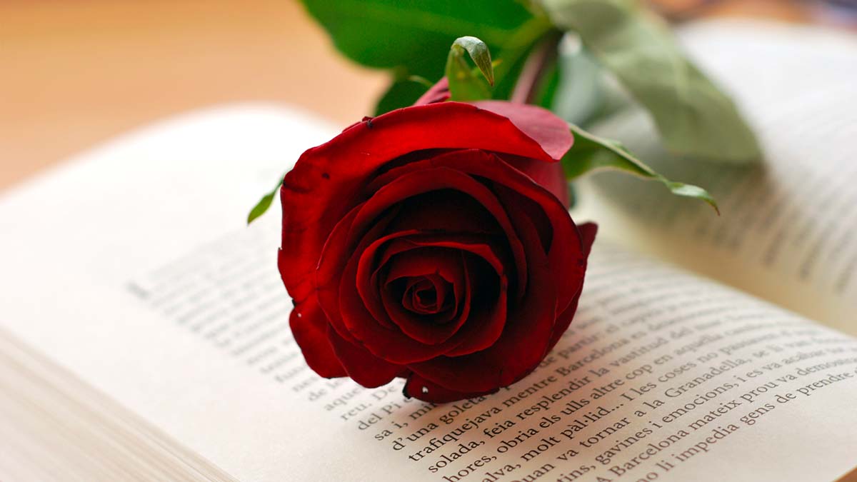 Literatura en castellano: 15 libros recomendados para Sant Jordi